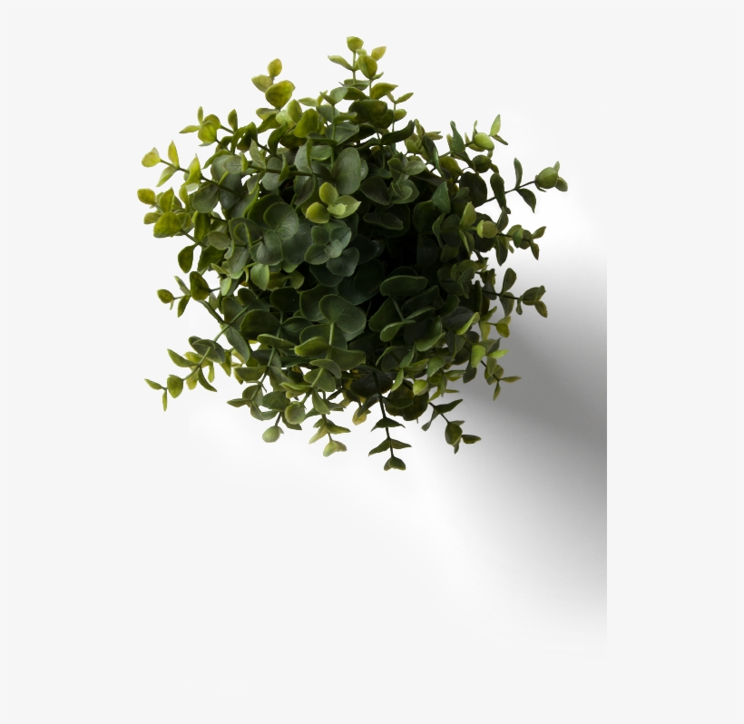 Flower Plant Top View Png With Flower Plant Top View - Table Plant Top View Png, transparent png #544058