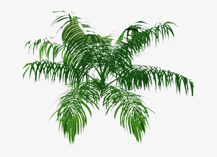 Palm Tree Top Png Download - Transparent Palm Tree Top, transparent png #544506