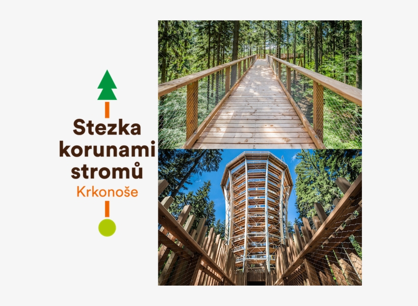 Tree Top Walkway In The Krkonoše Mountains - Canopy Walkway, transparent png #544880