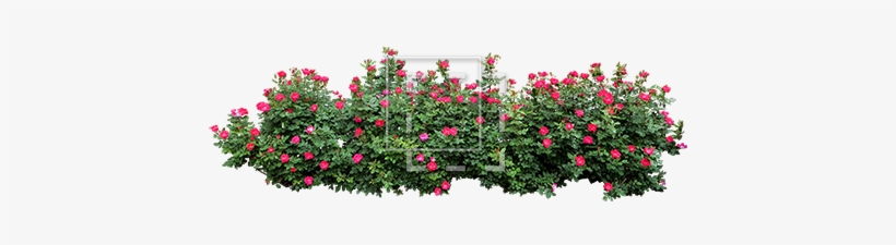 Shrub Png Plan Download - Bushes Png, transparent png #546237
