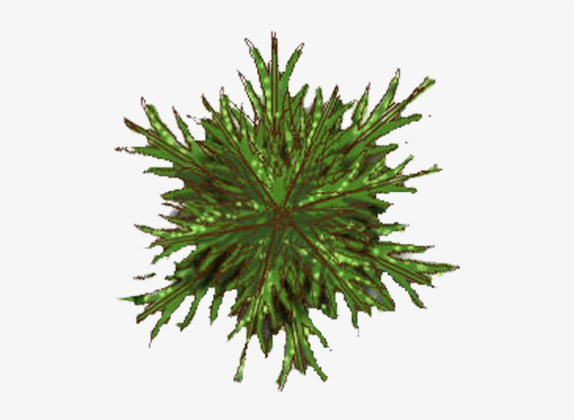 Top Images For Architectural Plan View Trees Vector Pine Tree Plan 