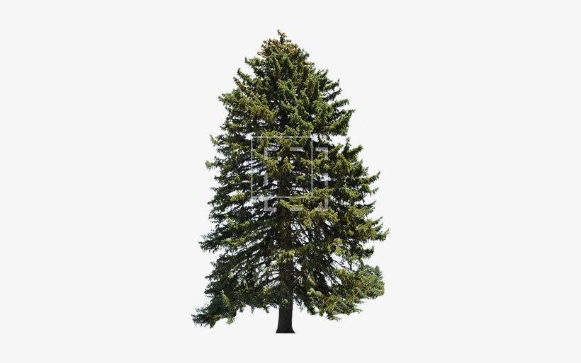 Ie Picea Abies Tree - Albero Di Natale Innevato Con Pigne, transparent png #546285