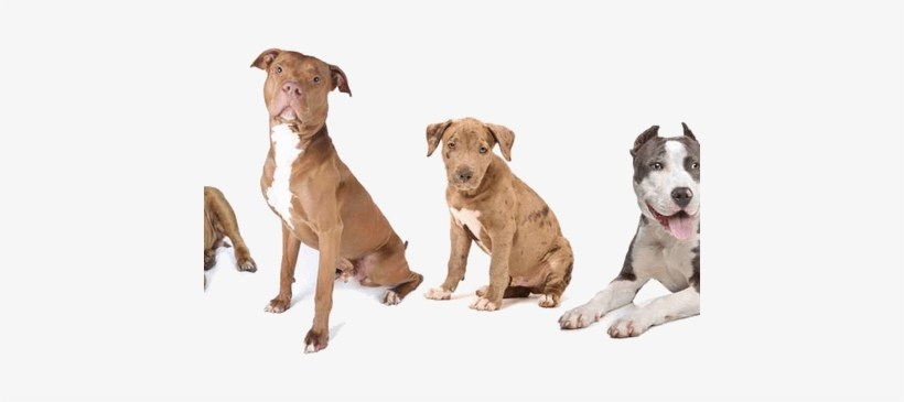 Interior White Pics K Pictures Full Hq - Bully Breeds Png, transparent png #546534