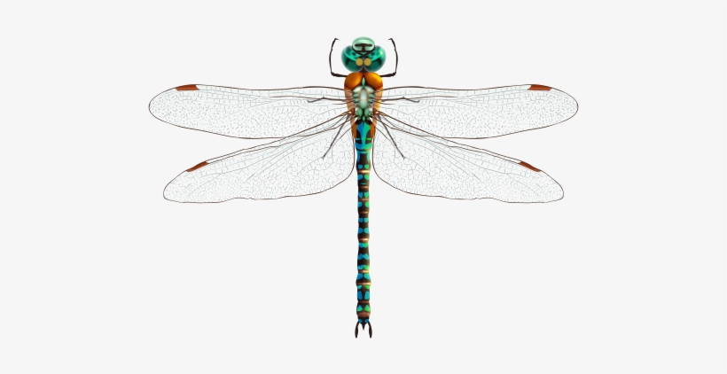 Dragonfly Png Clip Art - Dragonfly Png, transparent png #546622