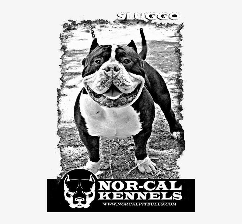 Thank You For Visiting Nor-cal Kennels - T-shirt, transparent png #546753