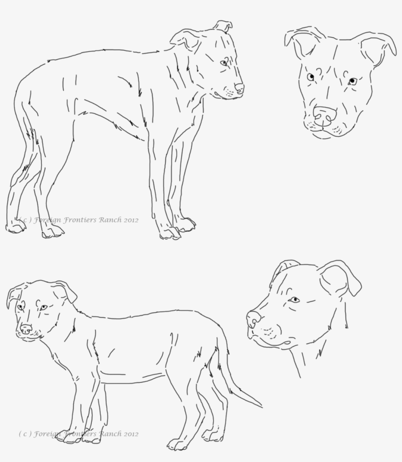 Pitbull Lineart - Drawing, transparent png #546869