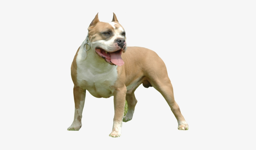 Pitbull - American Bully Dog Png, transparent png #546870