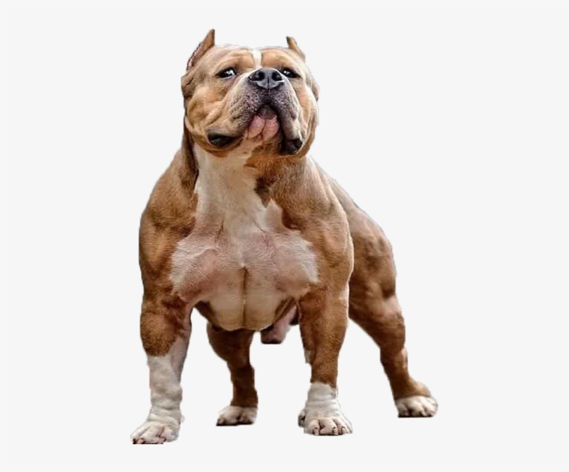 American Bully - Christian Single Moms Against Pit Bulls, transparent png #546901