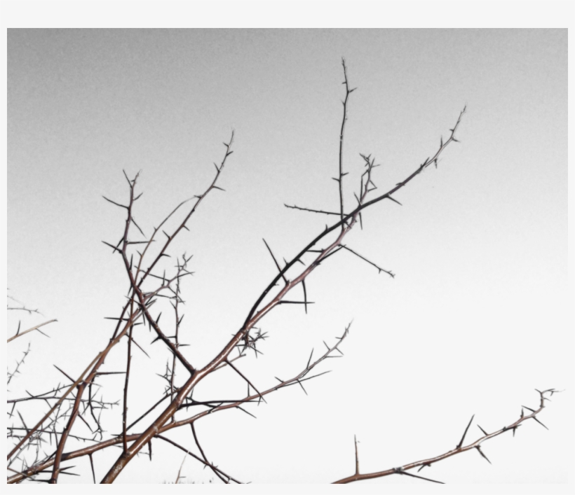 Thorns Transparent Png - Transparent Thorns Png, transparent png #547371