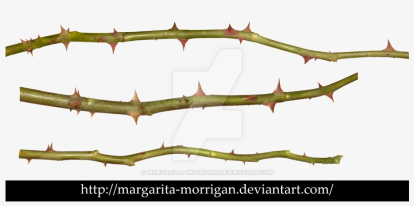 Rose Thorns Png, transparent png #547473