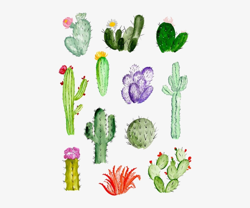 Cactaceae Drawing Watercolor Painting Succulent Plant - Cactus Drawing, transparent png #547497