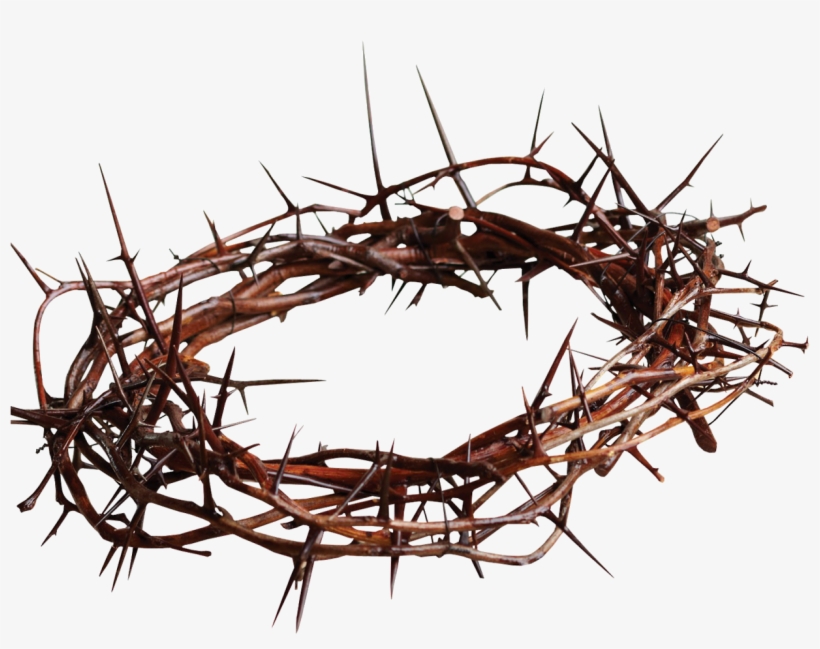 Share This - - Black Crown Of Thorns, transparent png #547541