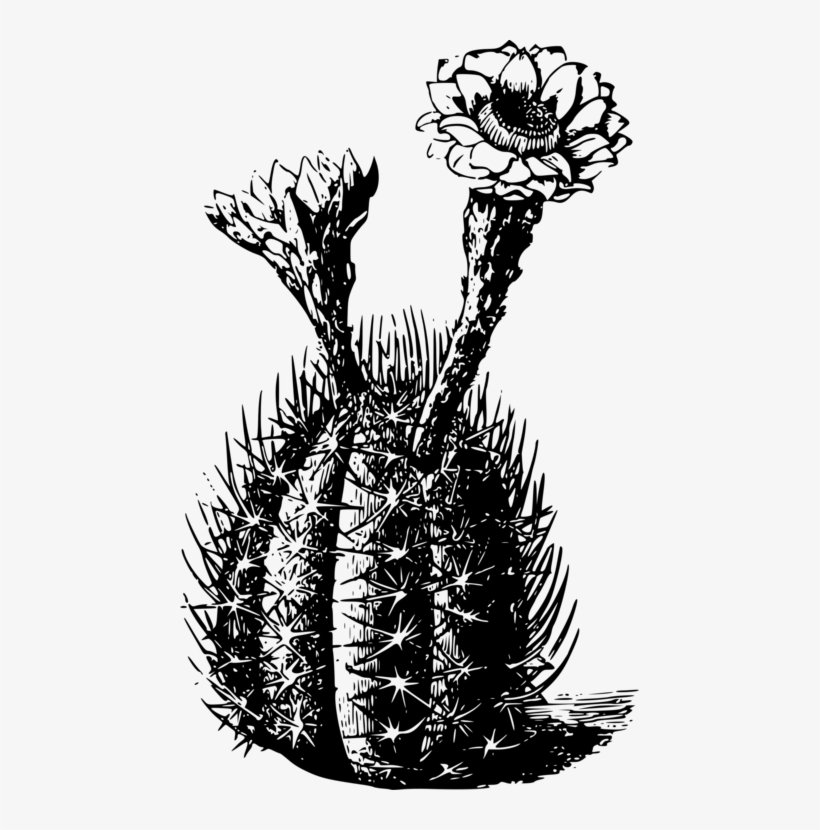Golden Barrel Cactus Thorns, Spines, And Prickles Succulent - Cactus Black N White, transparent png #547582