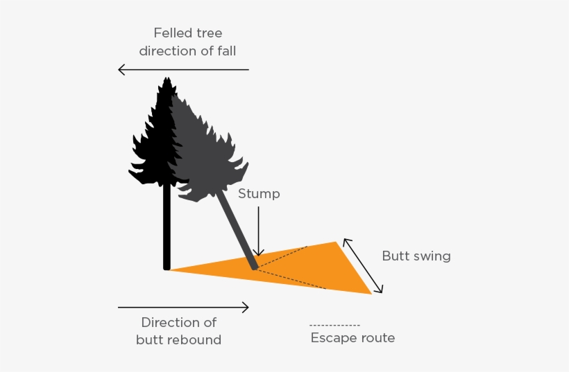 [image] Infographic Showing A Felled Tree Hitting Another - Rebound ...