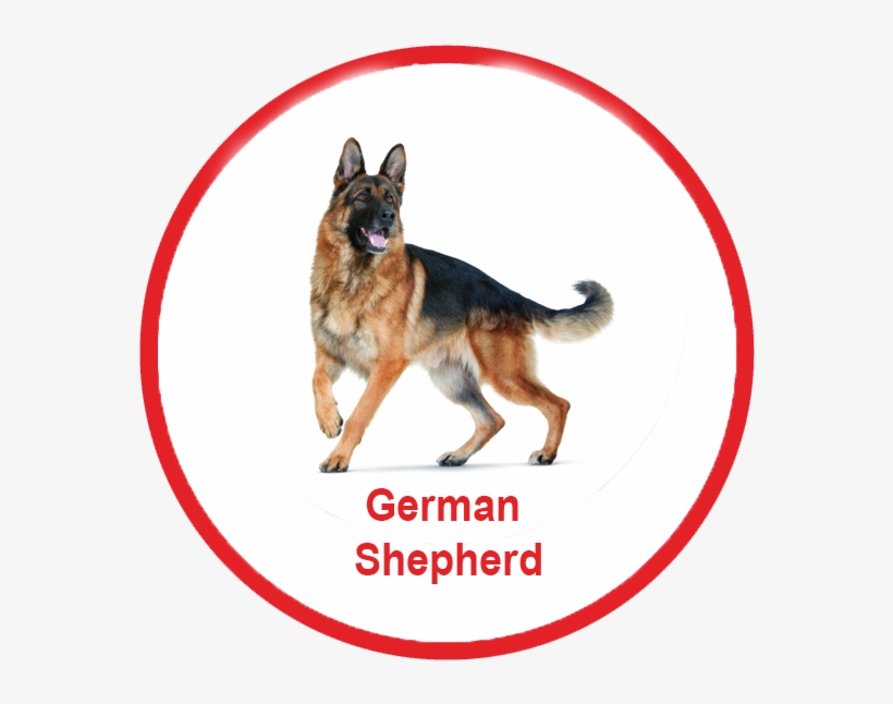 Royal Canin Malaysia - German Shepherd Png, transparent png #549914