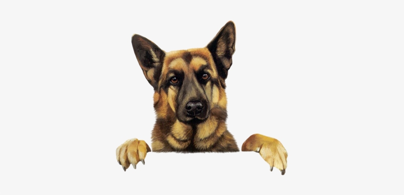 Funny German Shepherd Cartoon Picture - German Shepherd Clip Art, transparent png #549915