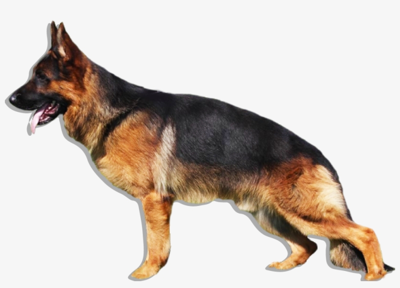 La Imagen No Esta Disponible - German Shepherd Dog Png, transparent png #549988