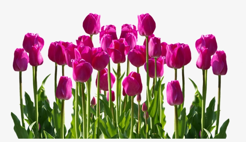 Tulips, Spring, Spring Flower, Cut Flowers, Flowers - Cafepress Samsung Galaxy S8 Plus Case, transparent png #5401728