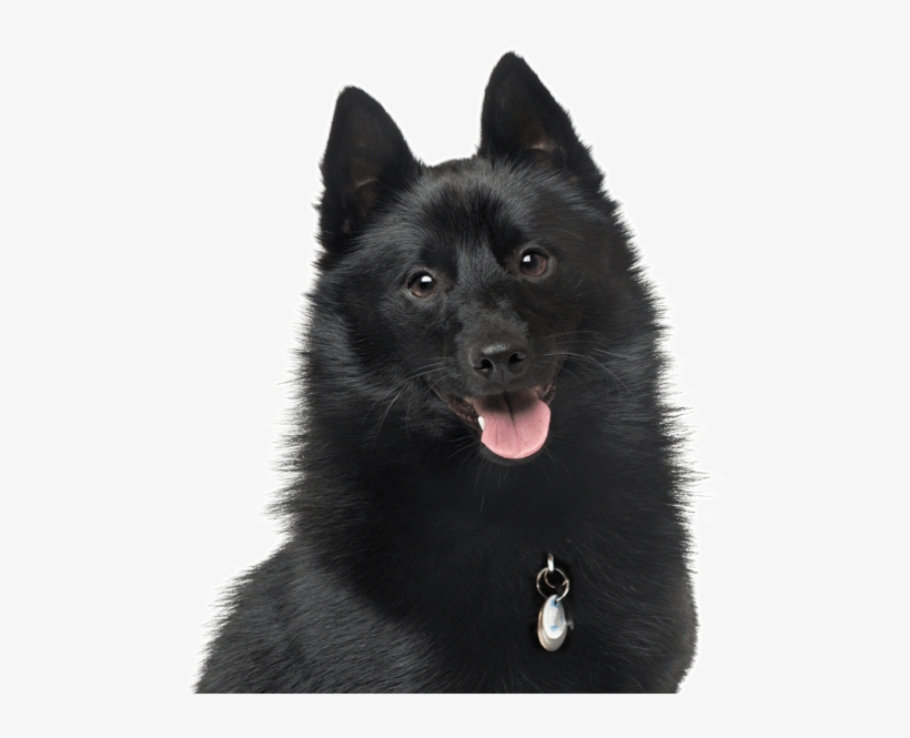 Schipperke - Schipperke Dog, transparent png #5413792