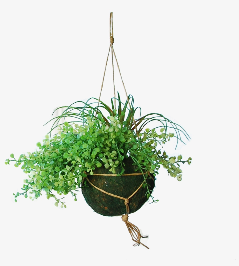 Hanging Basket With Myosotis And Tillandsia - Tillandsia, transparent png #5414019