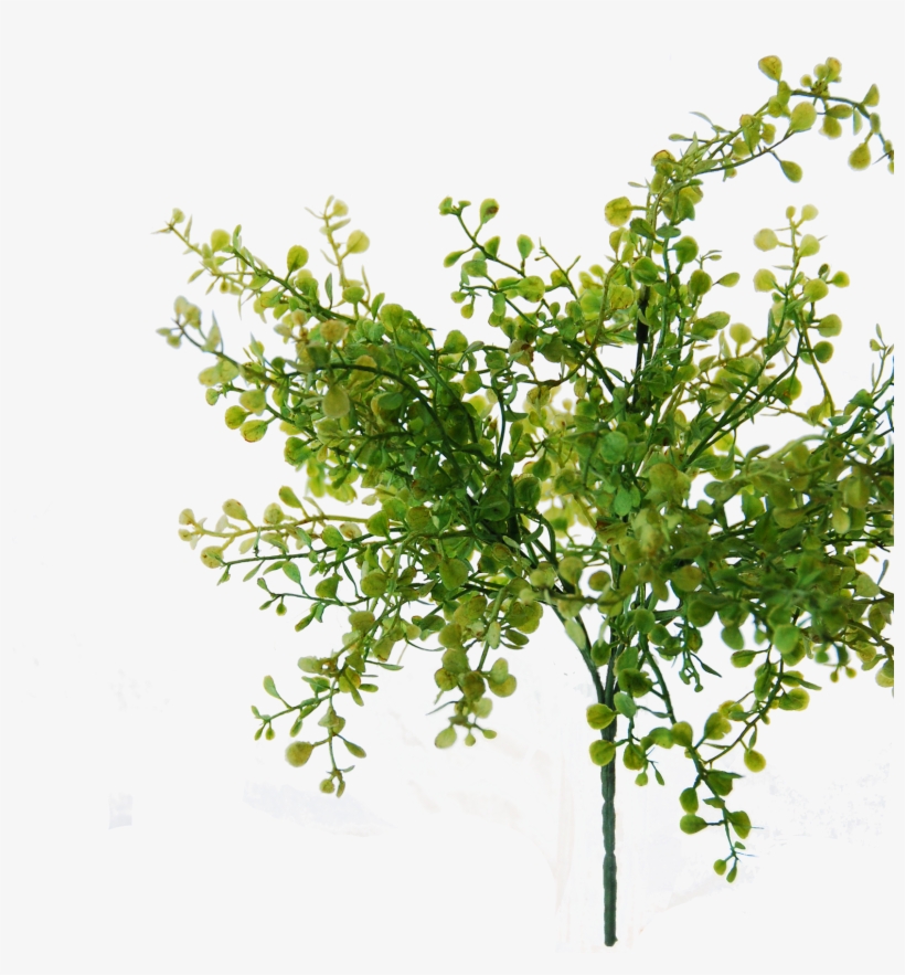 Flowerdutchess Myosotis Bush Green 25cm Edited - Mock Orange, transparent png #5414149