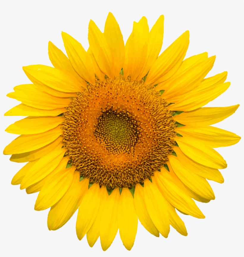 Sunflower Transparent Image Gallery - Sun Flower, transparent png #5415057