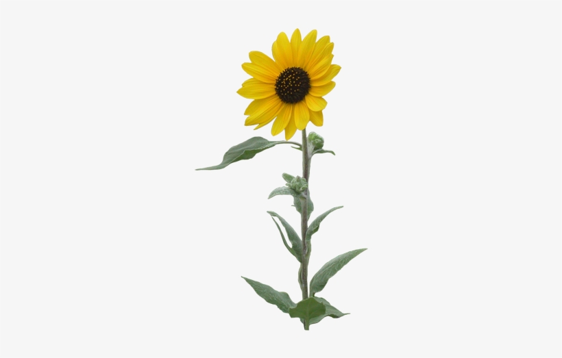 Common Sunflower Clip Art - Flower Single Transparent Background, transparent png #5415431