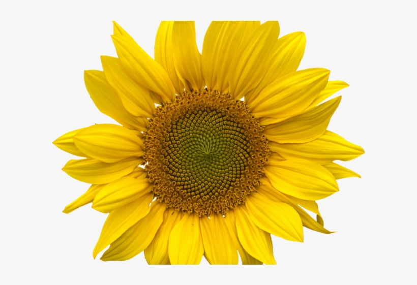 Sunflowers Png Transparent Images - Sunflower Png, transparent png #5415559
