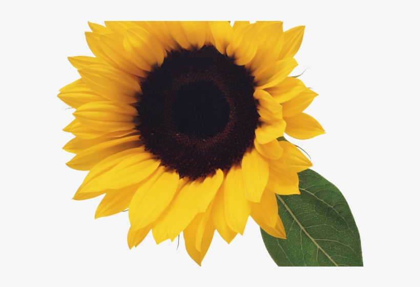 Sunflowers Png Transparent Images - Sunflower Png, transparent png #5415565