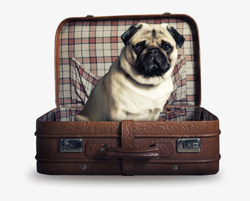 Training Pug - Traveling Pets, transparent png #5417052