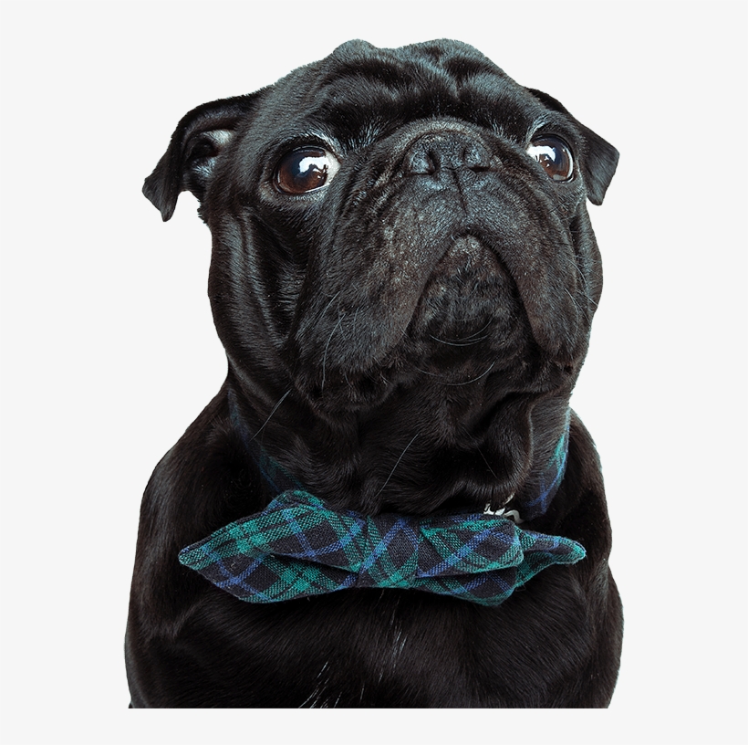 Foreverlawn Mile High - Dog, transparent png #5417121