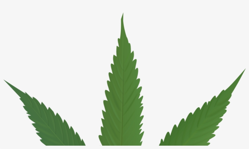 Cannabis Leaf, transparent png #5418658