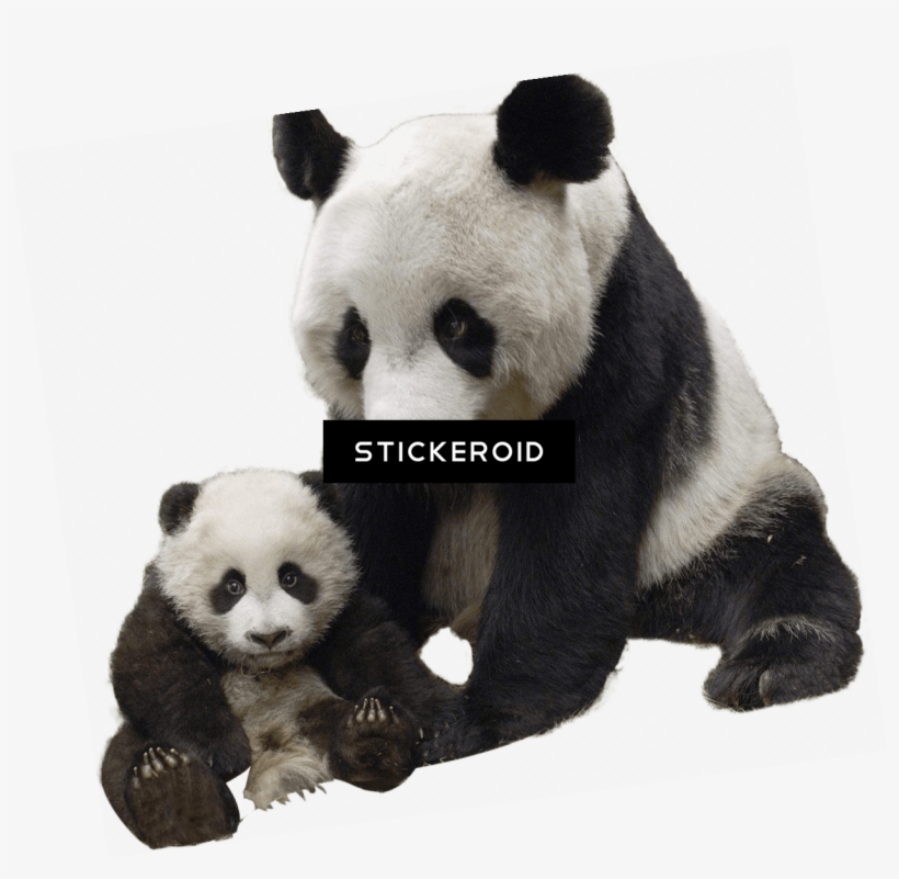 Panda And Baby - Oso Panda Fondo Transparente, transparent png #5419801