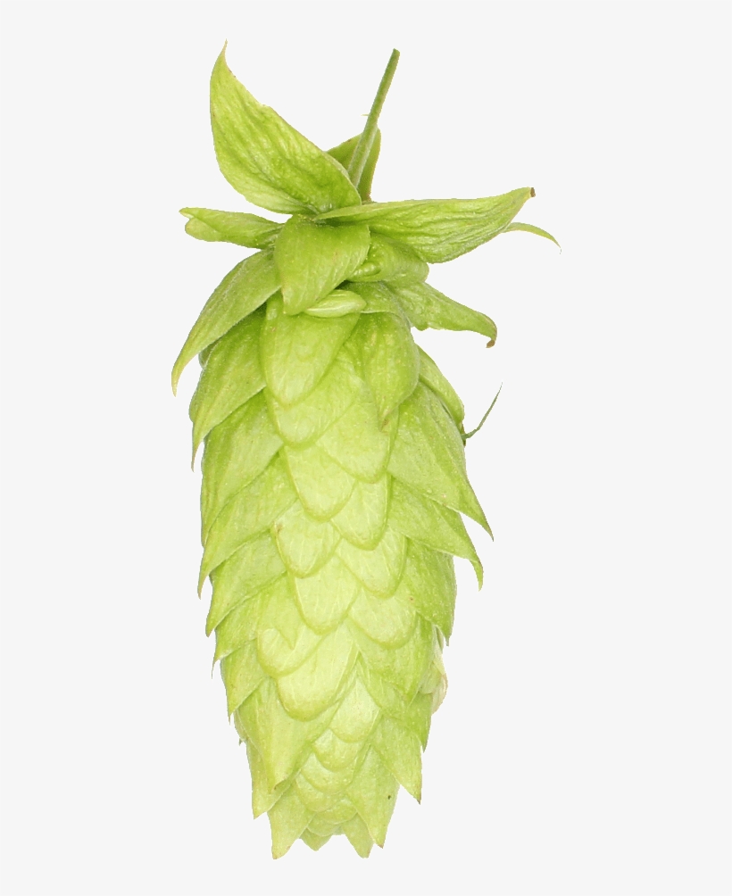 Lemondrop Hops, transparent png #5420493