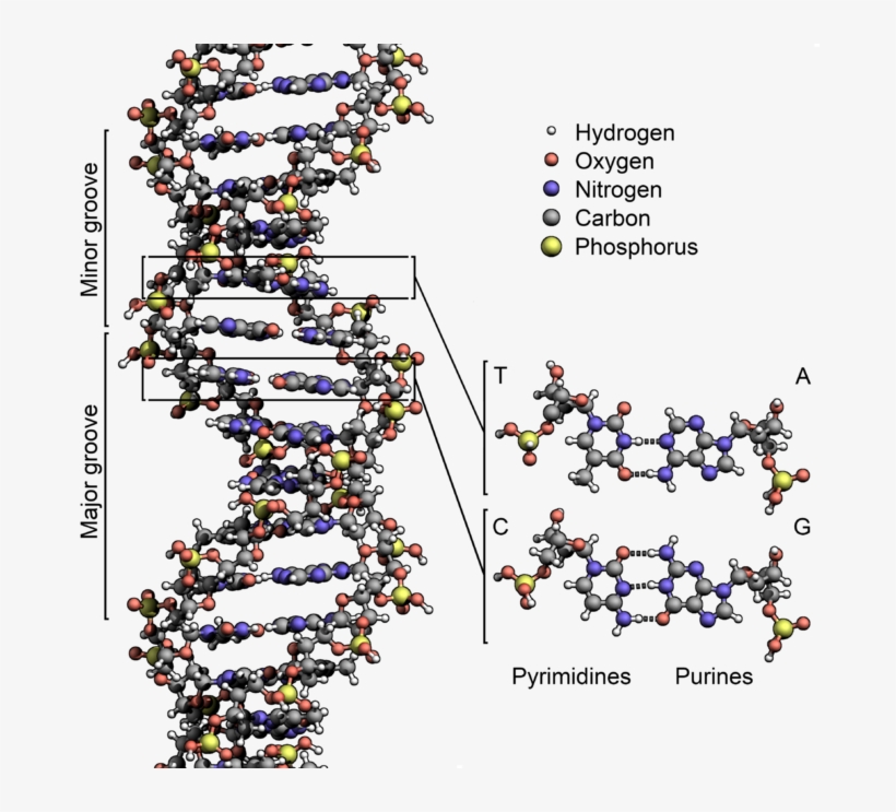 The Structure Of The Dna Double Helix, transparent png #5420743