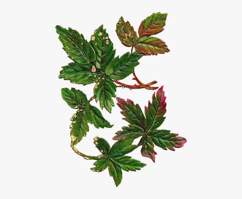 Leaves Clipart Vintage - Tropical Skull Flip Flops, transparent png #5420896