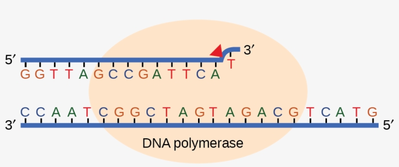 Illustration Shows Dna Polymerase Replicating A Strand, transparent png #5421107