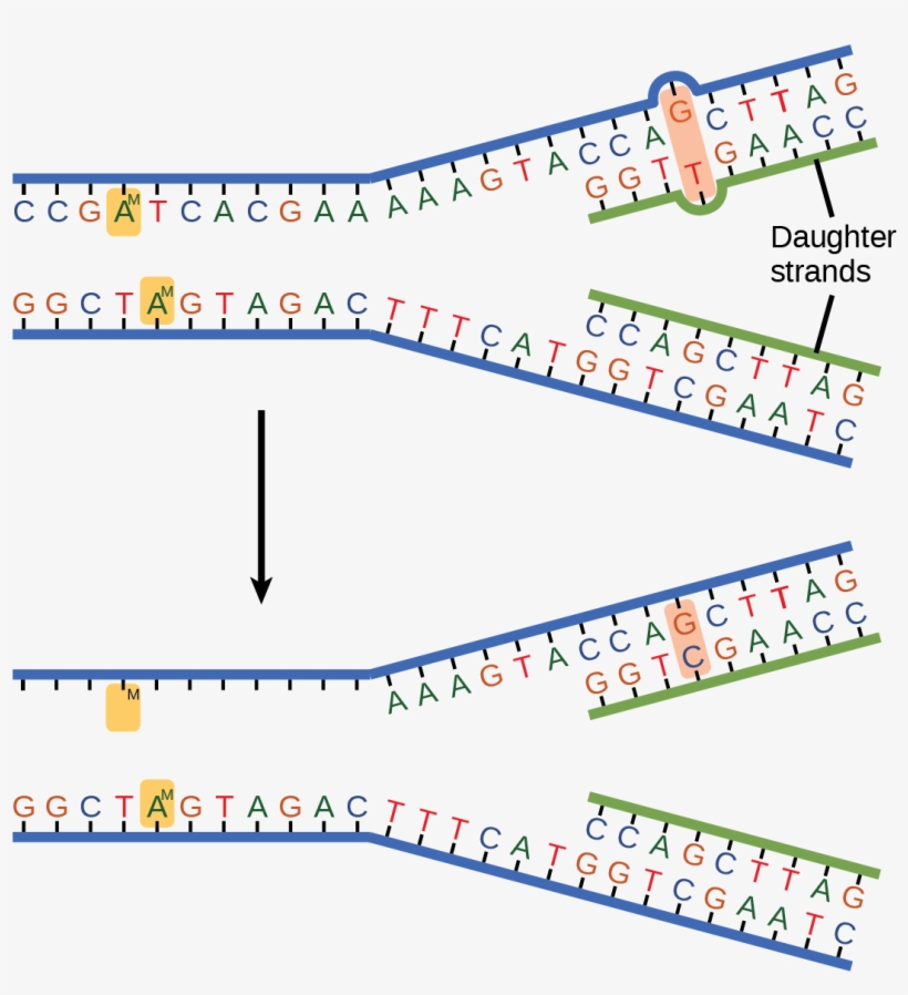 The Top Illustration Shows A Replicated Dna Strand - Mismatch Dna, transparent png #5421416