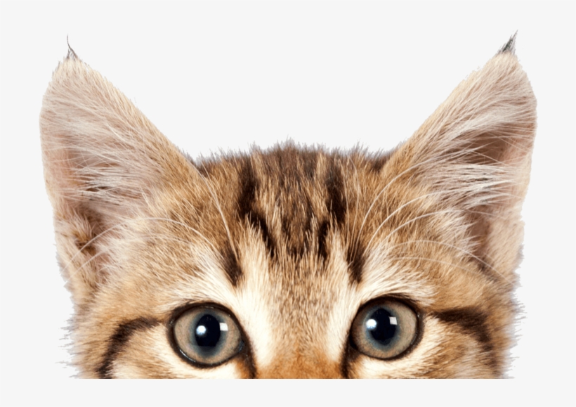 Cat Png, Download Png Image With Transparent Background, - Pet Expo Malaysia 2018, transparent png #5422535