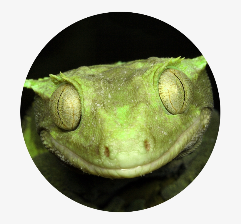 Pewdiepie Looks Too Shaken Ever To Beat Off Again - Gecko, transparent png #5423304