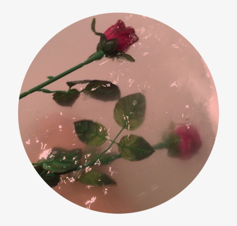Aesthetic Flowers In Water Go Follow My Picsart Account - Rose In Bathtub Aesthetic, transparent png #5424066
