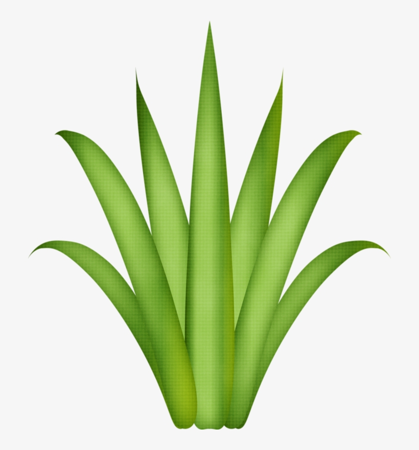 Фотки Flower Clipart, Leaf Template, Tree Leaves, Paper - Aloe Vera Plant Drawing, transparent png #5426295