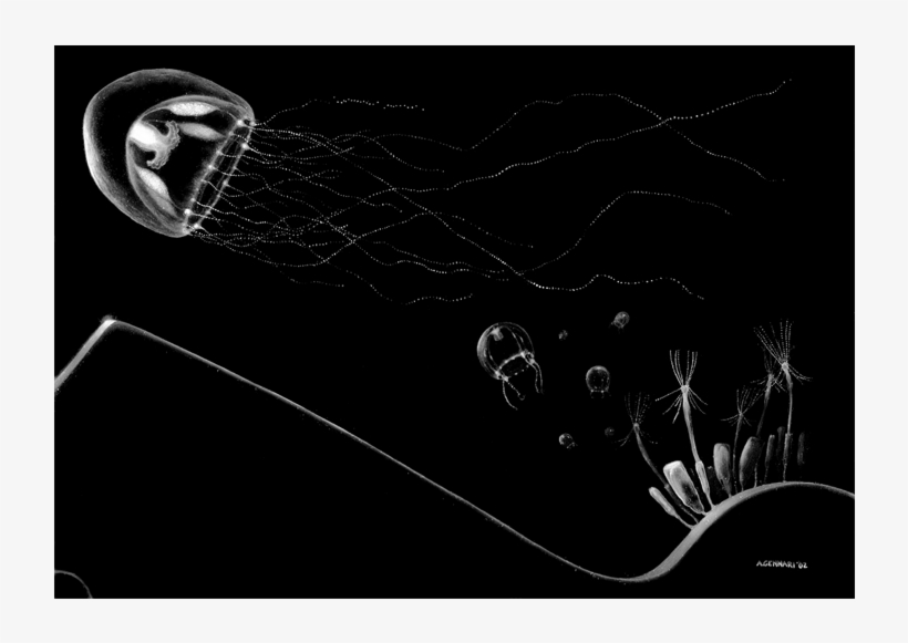 Mick Jagger As A Saggy-lipped Hippo - Introduction To Hydrozoa [book], transparent png #5426780