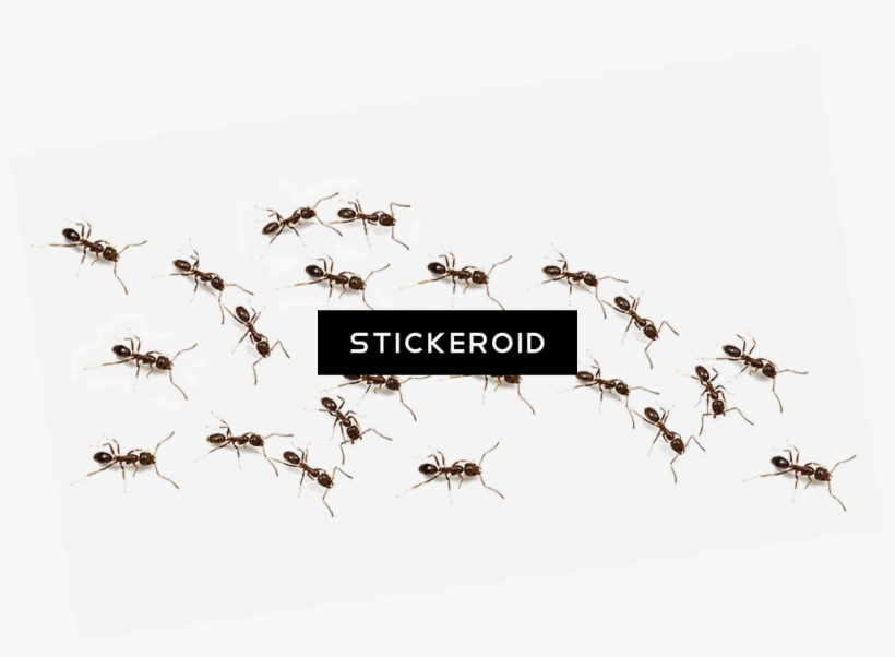 Ant Ants Insects - Mosquito, transparent png #5432242
