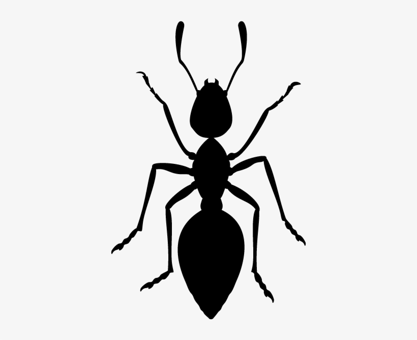Carpenter Ants In Minnesota Homes And Offices - Ant Icon Png, transparent png #5432307