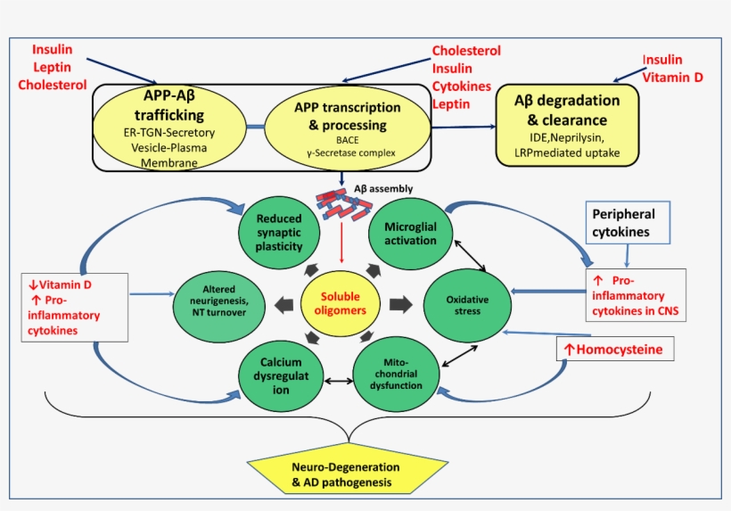 Viewdownloadnew - Amyloid Beta Pathogenesis, transparent png #5436004