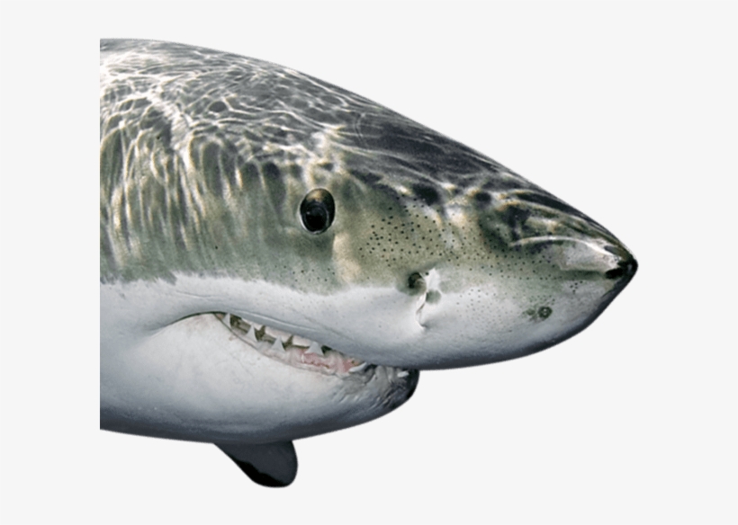 Sharks Fathead - Fathead Shark, transparent png #5436980