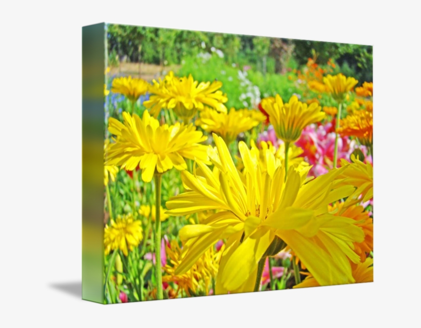 Daisies Art Prints Yellow Flowers By Baslee, transparent png #5437615