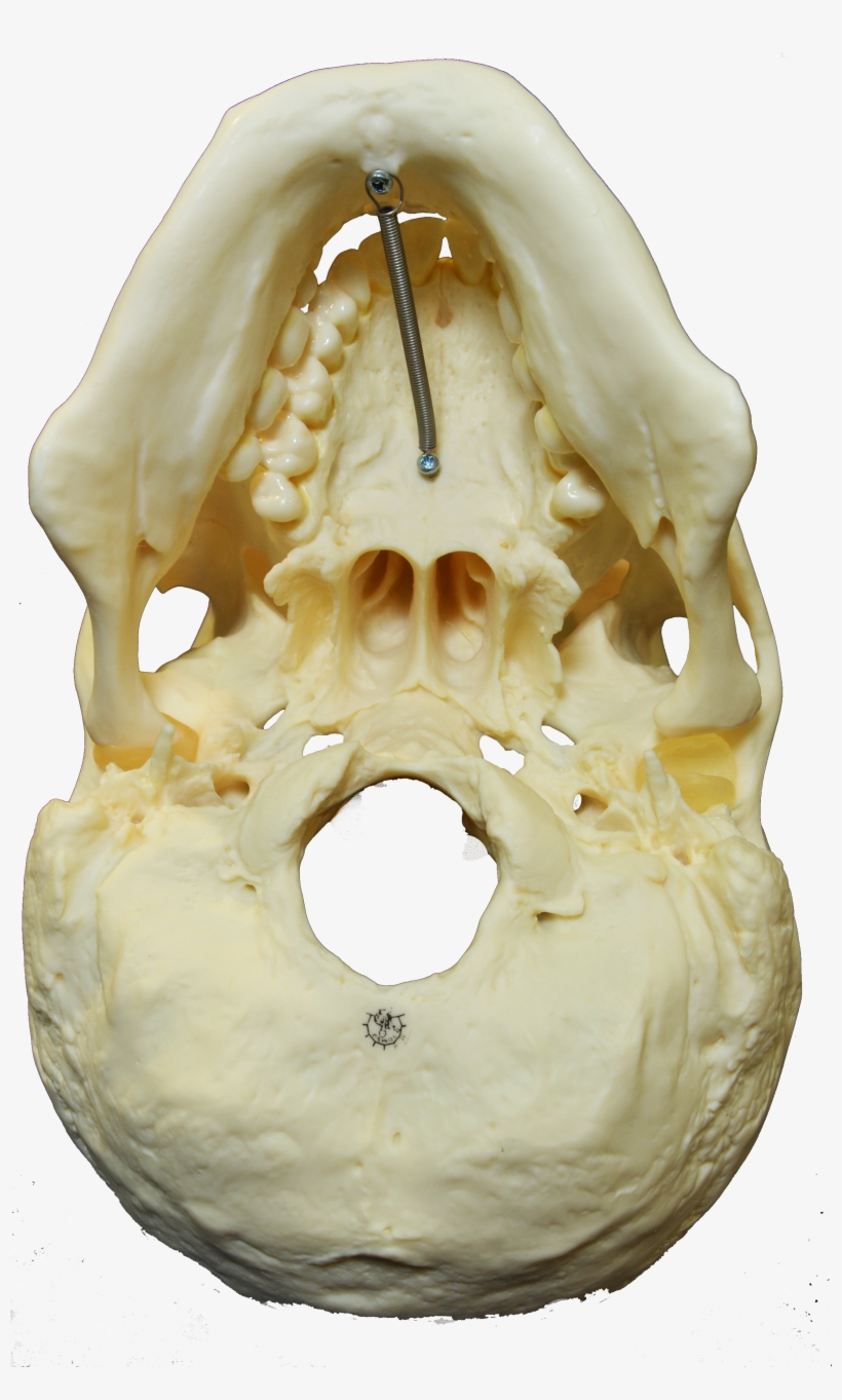 File - Skull-inferior, transparent png #5437892