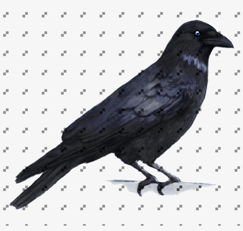 Crow - Crow Painting, transparent png #5437948